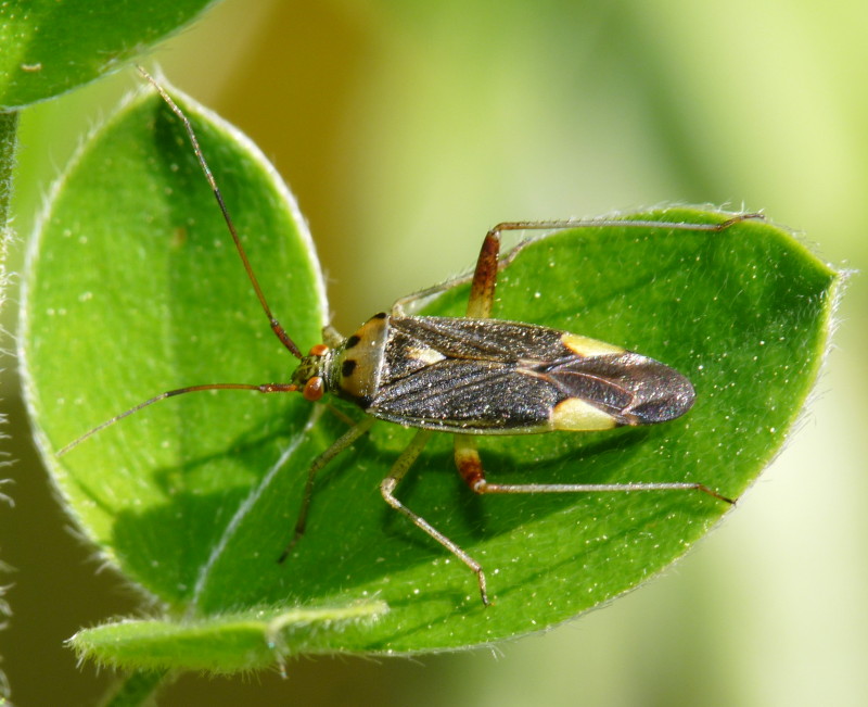 Miridae: Closterotomus trivialis della Toscana (LI)